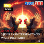 Ayam Aduan 5 Jenis Ayam Terkuat yang Wajib Diketahui