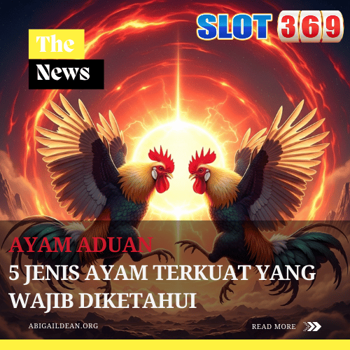 Ayam Aduan 5 Jenis Ayam Terkuat yang Wajib Diketahui
