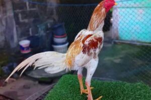 ayam bangkok
