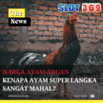 Harga Ayam Aduan Kenapa Ayam Super Langka Sangat Mahal