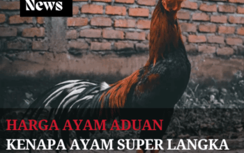 Harga Ayam Aduan Kenapa Ayam Super Langka Sangat Mahal